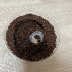 メタリフェルホソアカクワガタ　フィナエ亜種　幼虫5頭セット　　