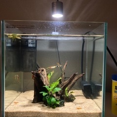 淡水魚 カラーシュリンプ