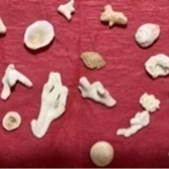 🐚貝殻の画像