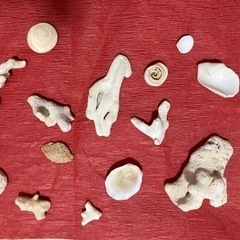 🐚貝殻の画像