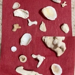 🐚貝殻の画像