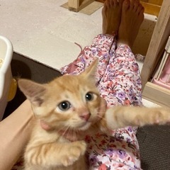 かわいい茶トラ君生後2ヶ月程🐈