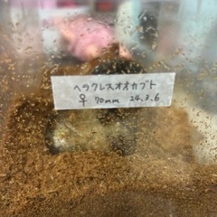 ヘラクレスオオカブト　メスの画像