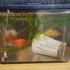 【決まりました】金魚　3匹　水槽など飼育グッズ付き