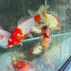 大きな和金　紅白　1匹