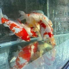 大きな和金　紅白　1匹の画像