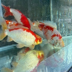 大きな和金　紅白　1匹の画像