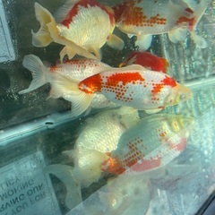 大きな和金　紅白　1匹の画像