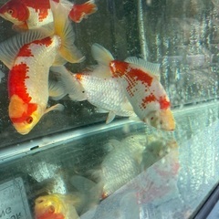 大きな和金　紅白　1匹の画像