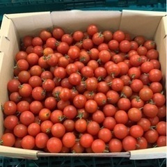 ミニトマト3キロの画像