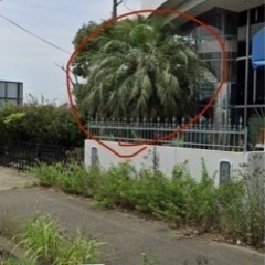 （受渡者決定しました）ソテツ　蘇轍の大木🌴持って行ってくれる方
