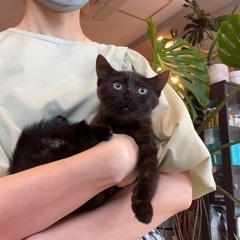くろねこくん🐈‍⬛❣️里親様決定✨