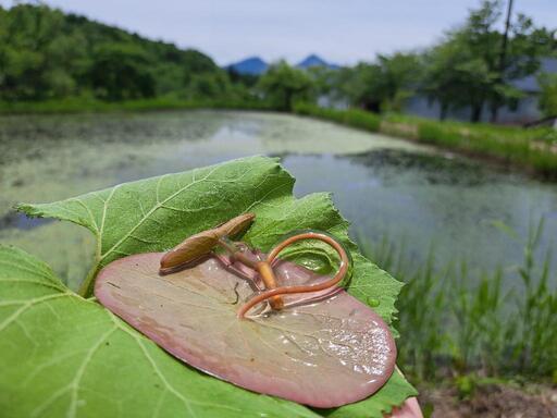 今が旬摘みたて生じゅんさい裏磐梯産500g