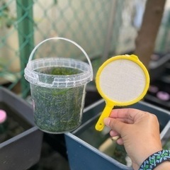 【水草】アナカリス 小バケツいっぱいの画像