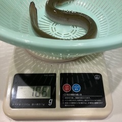 可愛い天然ニホンウナギ