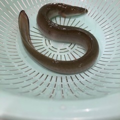 可愛い天然ニホンウナギの画像
