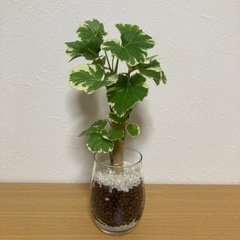 観葉植物　ハイドロカルチャー　多肉植物