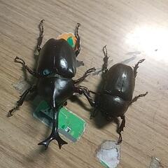 カブトムシ　ペア