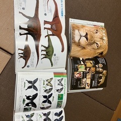 恐竜、昆虫、動物図鑑の画像