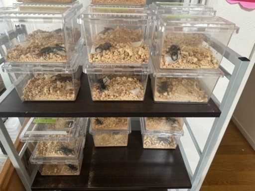 クワガタ・カブトムシ販売【産地：道央圏】発送用