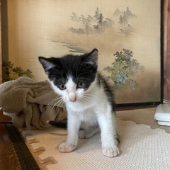 木の上から救出されたネコさんです