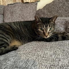 【キジトラ】オス　2歳　黒ごま - 猫
