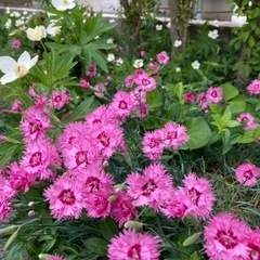 花の苗　ナデシコ　ガーデニング