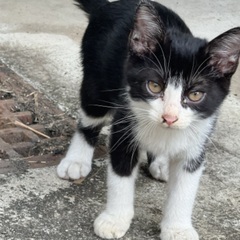 大切に育ててくれる里親さんを探しています