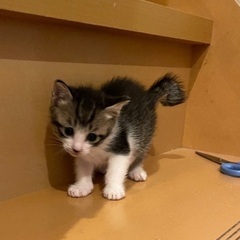 生後4週♡可愛すぎるキジ白くん♡子猫