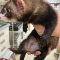 マーシャルフェレット