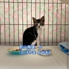 アメショ柄の子猫①飛雄