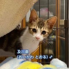アメショ柄の子猫②及川くん