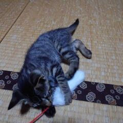 1ヶ月〜2ヶ月くらいの人馴れバッチリゴロゴロちゃん。