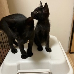 [決定]生後3か月、お喋りな黒猫兄弟♂🛩️