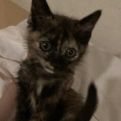 サビ柄の子猫にゃん募集一旦終了