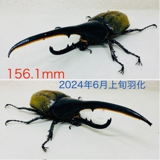 【ペア】ヘラクレスオオカブト（ブリュゼニ）のオブジェ（標本） ヘラクレスオオカブトのオブジェ（標本）をBASEにて販売中です。 ご