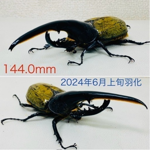 【売約済】ヘラクレスオオカブト　144.0㍉