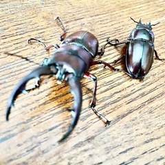 オキナワノコギリクワガタ♂♀ペア💕