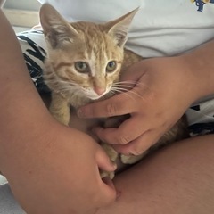 （素敵な家族が決まりました❣️）2ヶ月半　茶トラ　オス