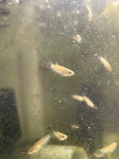 ベタ　アントゥタJEFM 稚魚30匹　熱帯魚 ベタアントゥタJEFM 稚魚30匹熱帯魚 (Kai ) 香春口三萩野のその他の