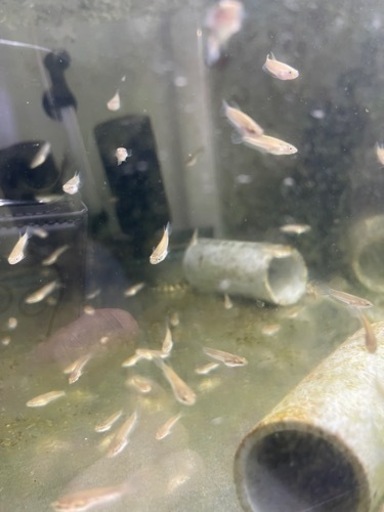 ベタ　アントゥタJEFM 稚魚30匹　熱帯魚