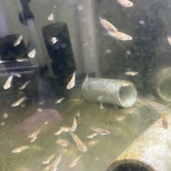 ベタ　アントゥタJEFM 稚魚30匹　熱帯魚