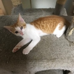 会社の敷地内で、母猫と子猫を保護しました。野良猫です、関連施設な...