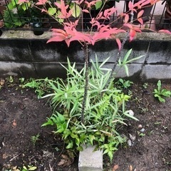 南天　笹　シダ　植木　園芸　盆栽鉢　ガーデニングの画像