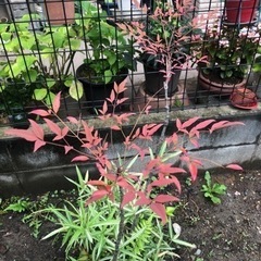 南天　笹　シダ　植木　園芸　盆栽鉢　ガーデニングの画像