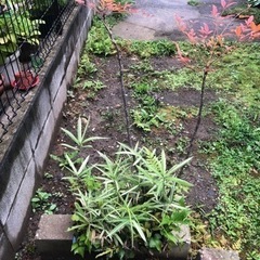 南天　笹　シダ　植木　園芸　盆栽鉢　ガーデニングの画像