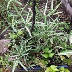 南天　笹　シダ　植木　園芸　盆栽鉢　ガーデニングの画像