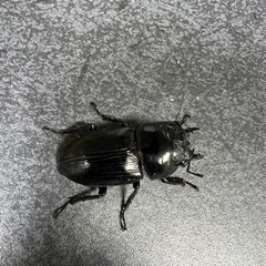 オオクワガタ　ペア決まりました