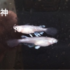 水神メダカの卵25個＋α