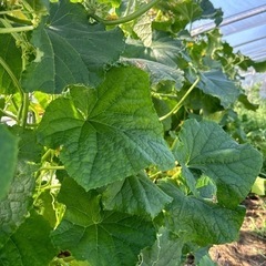 ③朝採りキュウリ差し上げます。